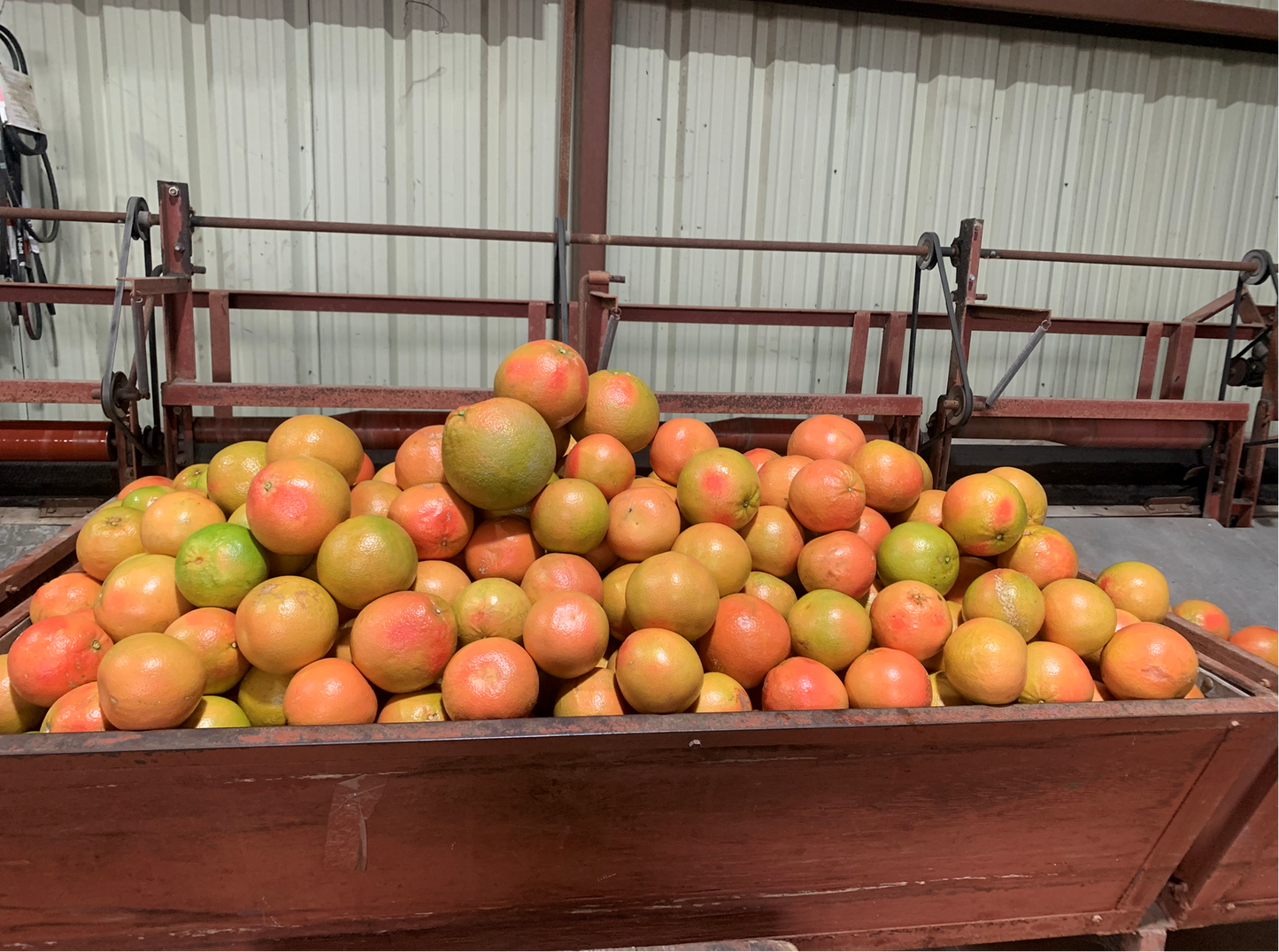 PRE-ORDER Rio Red Grapefruit Box